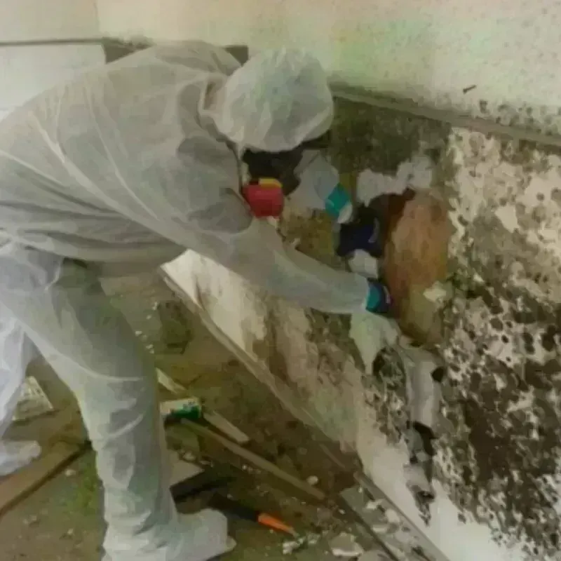 Mold Remediation and Removal in Flora, IL